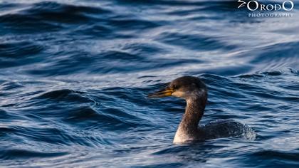 Kızılboyunlu batağan
