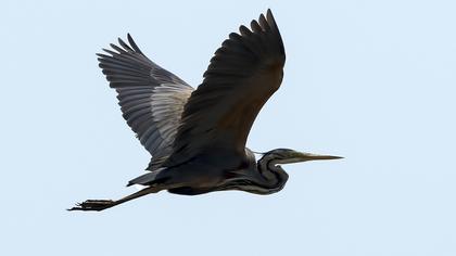 Erguvani balıkçıl