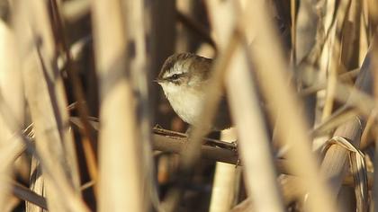 Bıyıklı kamışçın