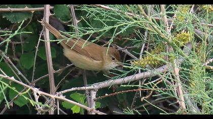 Çalı kamışçını