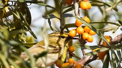 Sarıkaşlı çıvgın