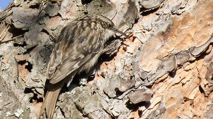 Orman tırmaşıkkuşu