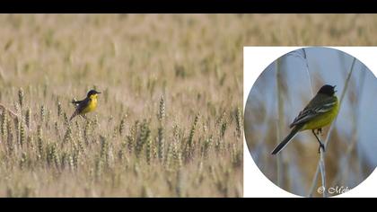 Sarı kuyruksallayan