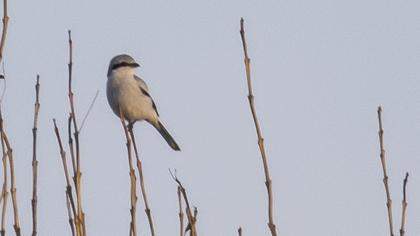 Büyük örümcekkuşu