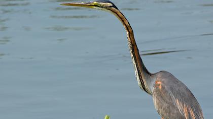 Erguvani balıkçıl