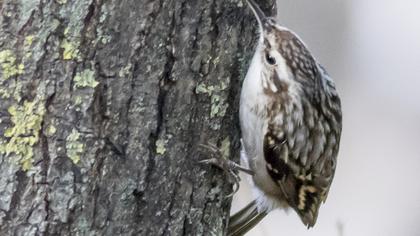 Bahçe tırmaşıkkuşu