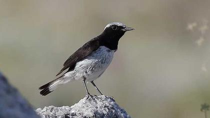 Aksırtlı kuyrukkakan