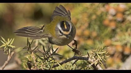 Sürmeli çalıkuşu