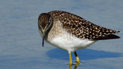 Orman düdükçünü