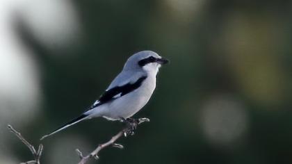 Büyük örümcekkuşu