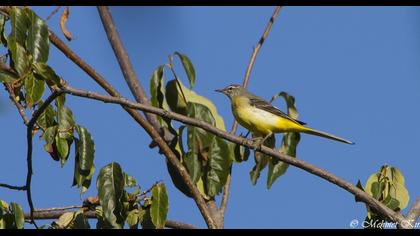 Dağ kuyruksallayanı