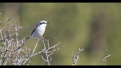 Büyük örümcekkuşu
