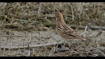 Kızılgerdanlı incirkuşu