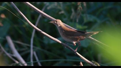 Bataklık kamışçını