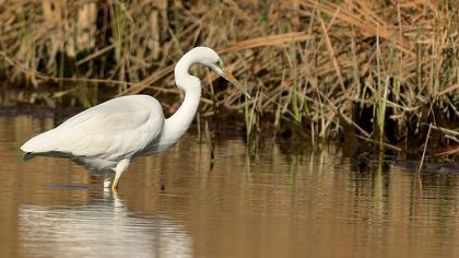 Büyük ak balıkçıl