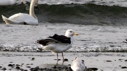 Büyük karasırtlı martı