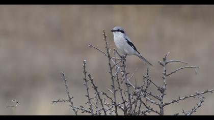 Büyük örümcekkuşu