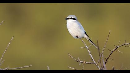 Büyük örümcekkuşu