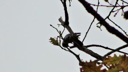 Küçük ağaçkakan