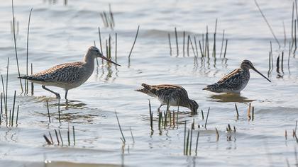 Kıyı çamurçulluğu