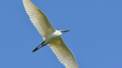 Küçük ak balıkçıl