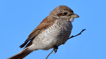 Kızılsırtlı örümcekkuşu