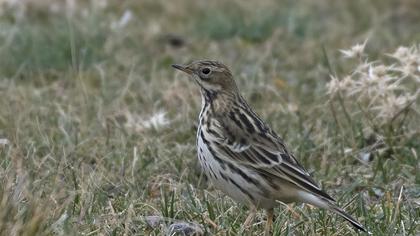 Kızılgerdanlı incirkuşu