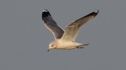 Küçük gümüş martı