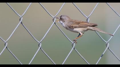 Akgerdanlı ötleğen