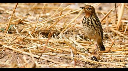 Kızılgerdanlı incirkuşu