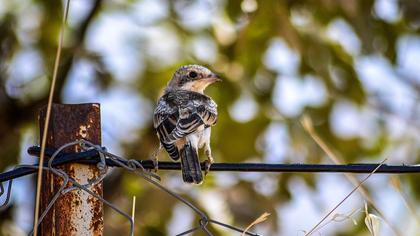 Kızılbaşlı örümcekkuşu