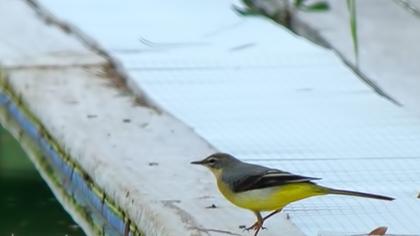 Dağ kuyruksallayanı