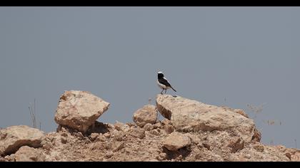 Aksırtlı kuyrukkakan