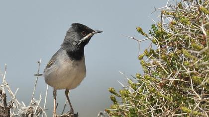 Karaboğazlı ötleğen