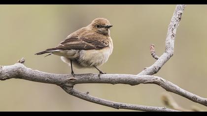 Karakulaklı kuyrukkakan