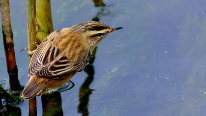 Kındıra kamışçını