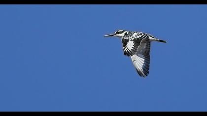 Alaca yalıçapkını