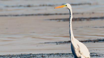 Büyük ak balıkçıl