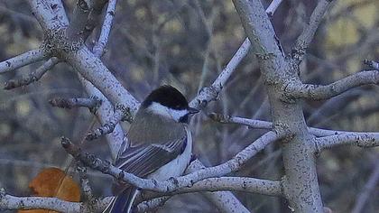 Akyanaklı baştankara