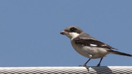 Karaalınlı örümcekkuşu