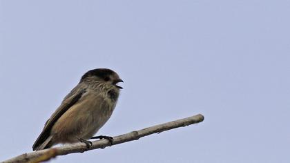Uzunkuyruklu baştankara