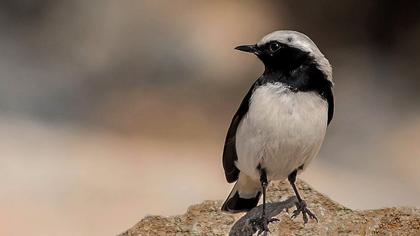 Aksırtlı kuyrukkakan
