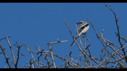 Büyük örümcekkuşu