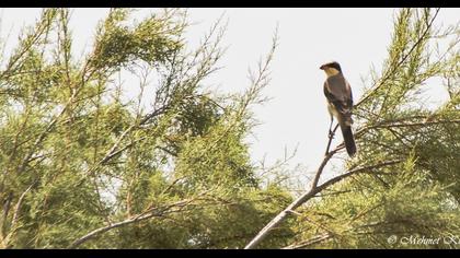 Karaalınlı örümcekkuşu