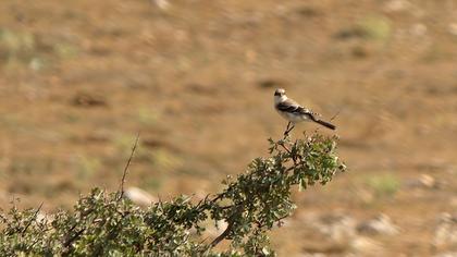Karaalınlı örümcekkuşu