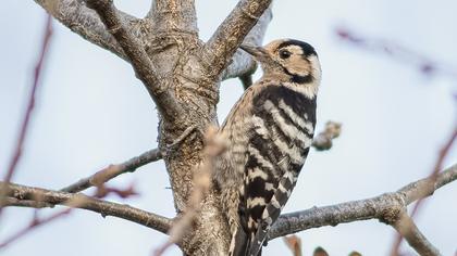 Küçük ağaçkakan