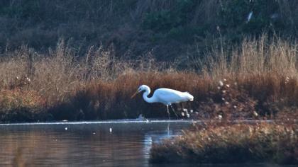 Büyük ak balıkçıl