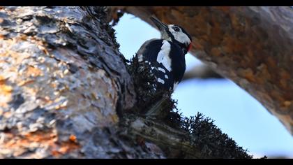 Orman alaca ağaçkakanı