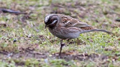 Akbaşlı kirazkuşu