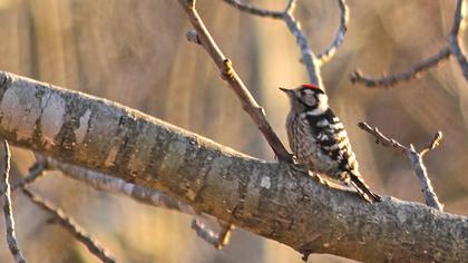 Küçük ağaçkakan
